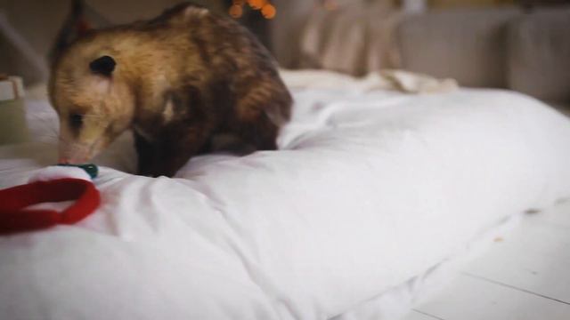ОПОССУМ ЧАРЛИ И НОВЫЙ ГОД смотреть онлайн