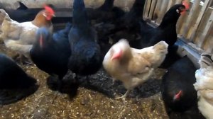 Теплая подстилка для кур и немного о породах, какая порода лучше.