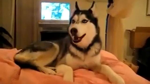 Пол часа ржал слезы с глаз хахахахахахах Mishca смотреть онлайн