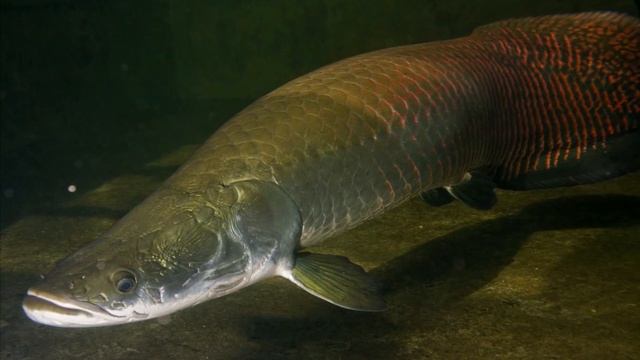 Самые большие пресноводные рыбы в мире смотреть онлайн