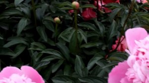 Lactiflora Koningin Wilhelmina | R2 Flowers BV | Peonies