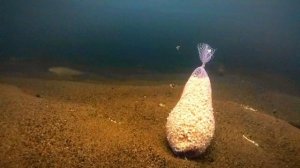 Выход крупного хариуса на прикормку с честном. Реакция хариуса на мешочек прикормки. Рабочий прикор