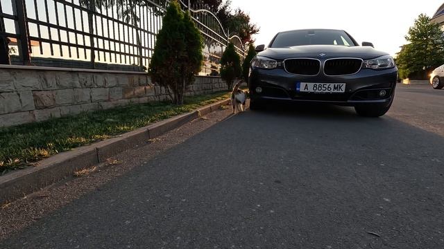 Street Cat Fatty  / Кошечка Котобочка идет на работу в кафе