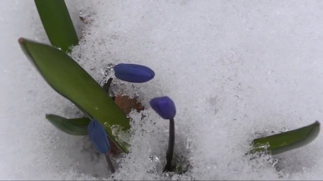 Предвесенний триолет... смотреть онлайн