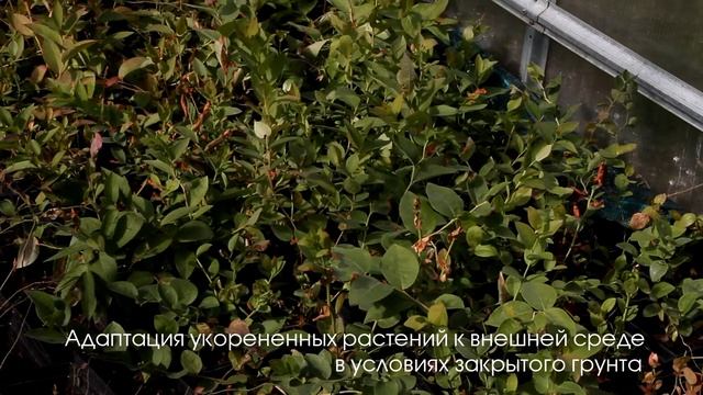 РЛССЦ: научно-исследовательский отдел смотреть онлайн