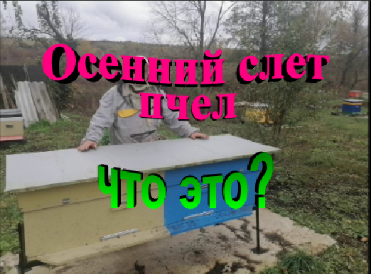 Осенний слет пчел. От чего это происходит. смотреть онлайн