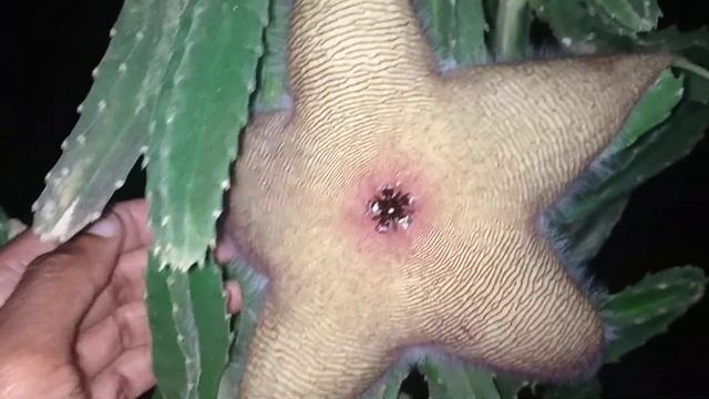Covid Blue-ooms!!! - Twin Stapelia Gigantea flowers!!! смотреть онлайн