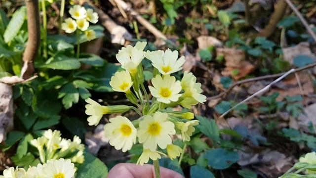 Hohe Schlüsselblume - Blüten - 06.04.18 (Primula elatior) - Wildpflanzen-Bestimmung смотреть онлайн
