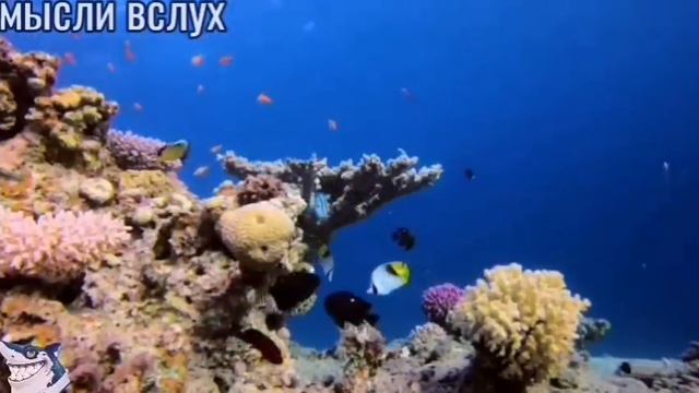 Самвел Ад мечтает об эвт@назии для ТВ.Сын орет,а мать кайф ловит.Лодырица,какой свет не видывал. смотреть онлайн