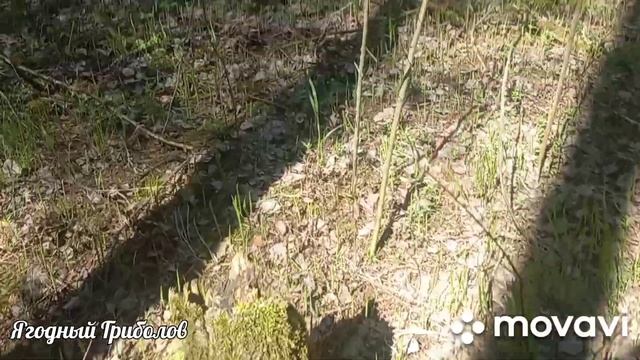 ❗Собираем строчки, блюдцевики и стробилюрусы? 26.04.2023 г. Курская область❗ смотреть онлайн