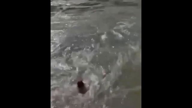 Туристка из Новосибирска смотреть онлайн