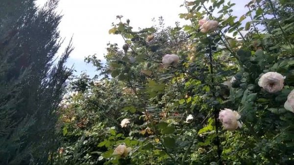 Особенности английской розы Charles Darwin.