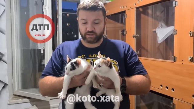 Пчелка и тюльпан: брат и сестра, очень активная милая и позитивные котята родственники смотреть онлайн