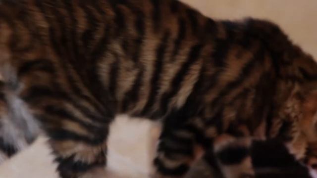 Toyger cats [Brindle Way Toygers Cattery] смотреть онлайн