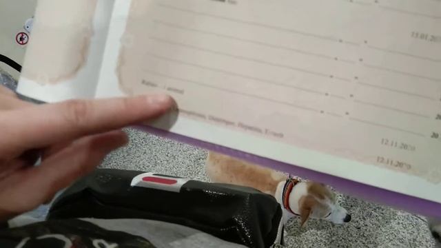 Аэропорт Домодедово. Прохождение ветконтроля. Летим в Египет. смотреть онлайн