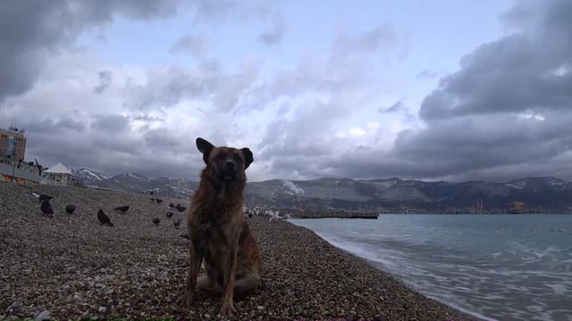 Новороссийск . одинокий пес на пляже ждет хозяина.Black Sea. Russia. lonely dog waiting for owner смотреть онлайн