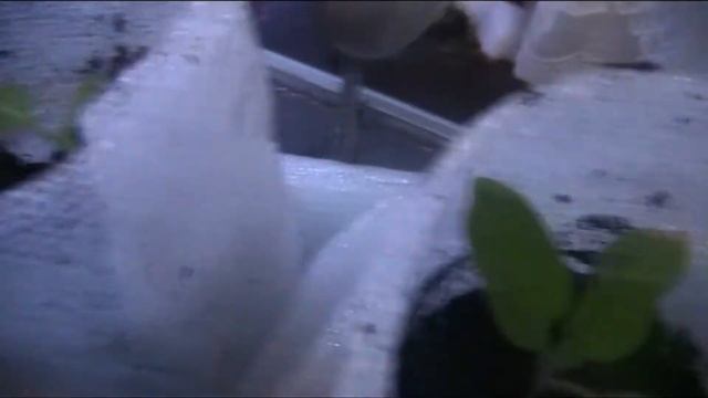 пересаживаем пепино и немного о казусе смотреть онлайн