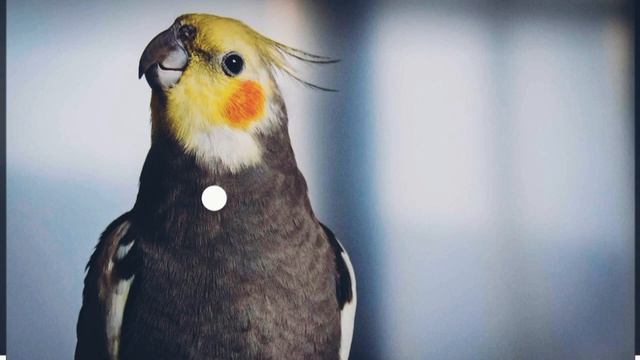 папугаи корелла учим петь "Gingle bells wystle"????❤️parrot cockatiel song "Gingle bells wystle"? смотреть онлайн