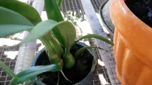 New Purchased orchids - Encyclia morning glory & Cattleya forbesii seedling смотреть онлайн