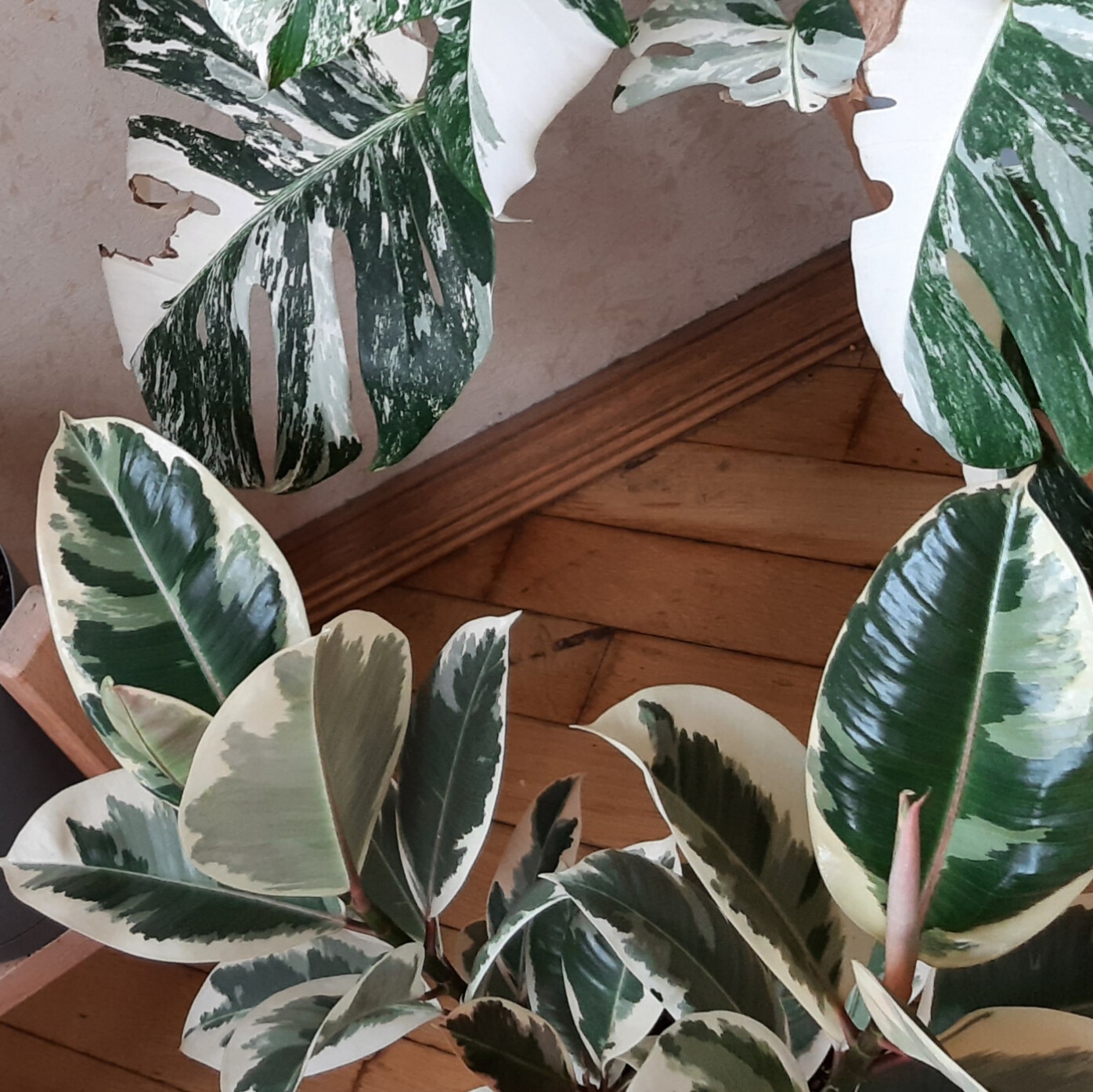 Мои домашние зеленые питомцы, соседи орхидей, обзор горшечных растений ?