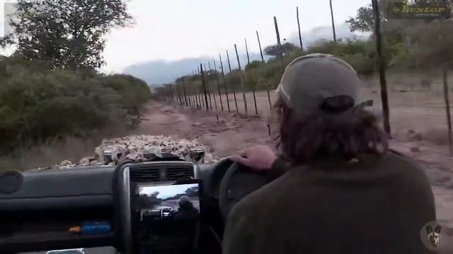 LIVE Safari Sponsored by the Painteddog.tv Pack | 2 March 2024 смотреть онлайн