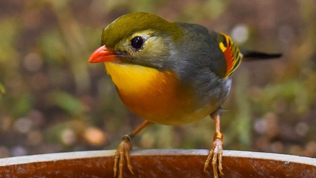 Самое красивое пение соловья. Слушать 30 минут чистое пение соловья в природе