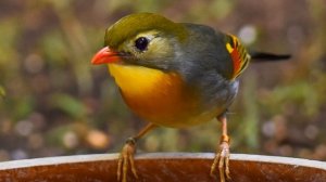 Самое красивое пение соловья. Слушать 30 минут чистое пение соловья в природе