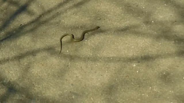 Змея. Чкаловка 30.05 смотреть онлайн