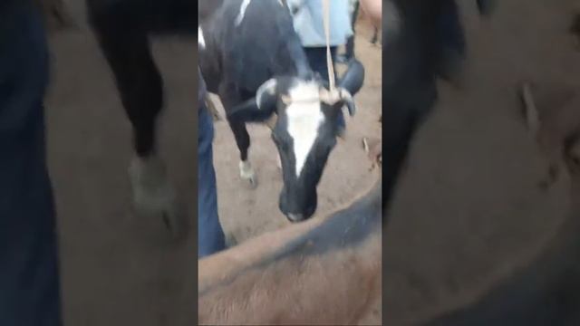 Эфир Молбозор Хучанд Рузи Ид