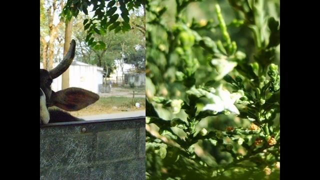 Alak's Photography смотреть онлайн