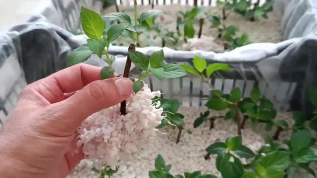 ЧЕРЕНКОВАНИЕ МЕТЕЛЬЧАТЫХ ГОРТЕНЗИЙ ОДРЕВЕСНЕВШИМИ ПОБЕГАМИ. ОТЛИЧНЫЙ РЕЗУЛЬТАТ! смотреть онлайн