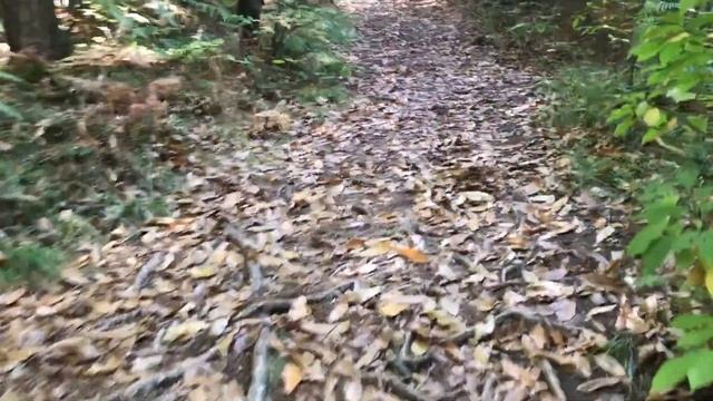 Иду на Рожник. Как пользоваться сайтом hribi.net. Каштаны и грибы в центре Любляны. смотреть онлайн