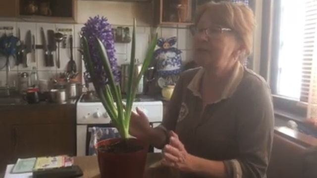 Спасаем луковичные, подаренные к 8 марта смотреть онлайн