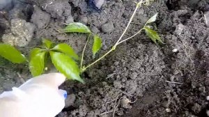 Как можно размножать и сажать Девичий виноград - для зелёной стены, изгороди и т.д.