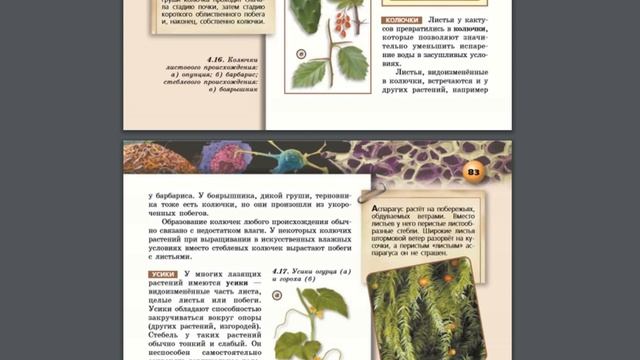 Биология (Л.Н.Сухорукова) 5-6к §32 Видоизменения надземных побегов смотреть онлайн