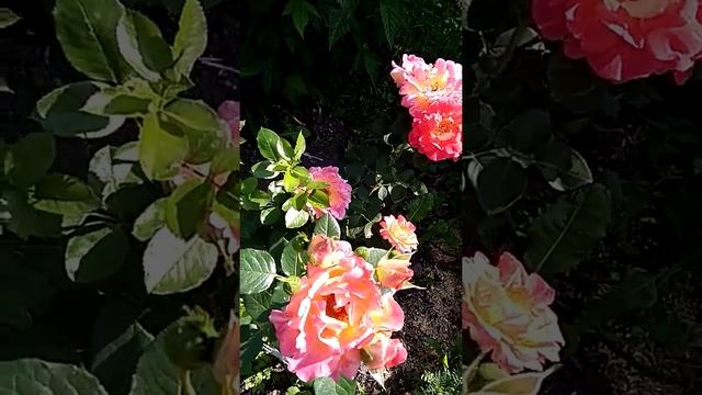 Роза Декор Арлекин. смотреть онлайн