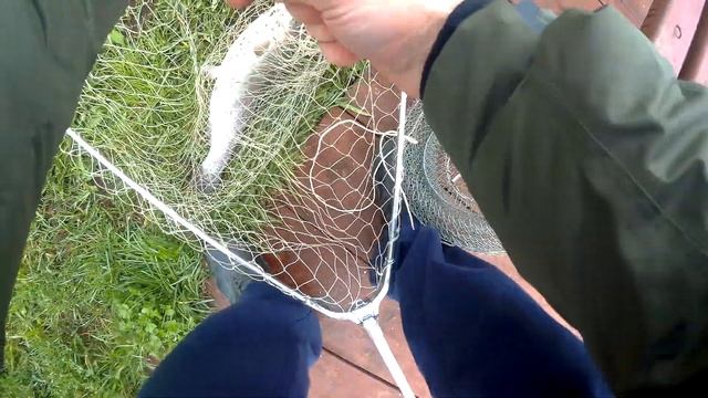 поклёвка форели на платнике КМ дер Савельево 2 Мая 2019 смотреть онлайн