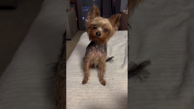 Зробили ДНК тест😂 смотреть онлайн