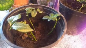 По каким признакам определить  идёт ли процесс укоренение черенка розы .