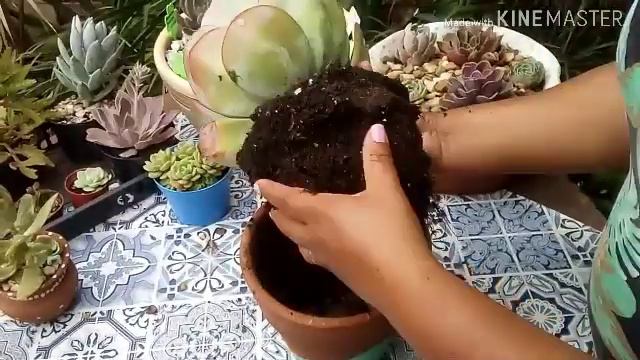 #Echeveria #gila + # flores de #cactos #replante смотреть онлайн