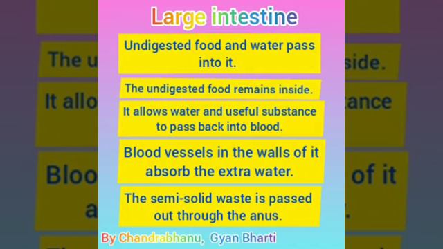 Class -4/Lesson -1/ Food & Digestion /part - 2 смотреть онлайн