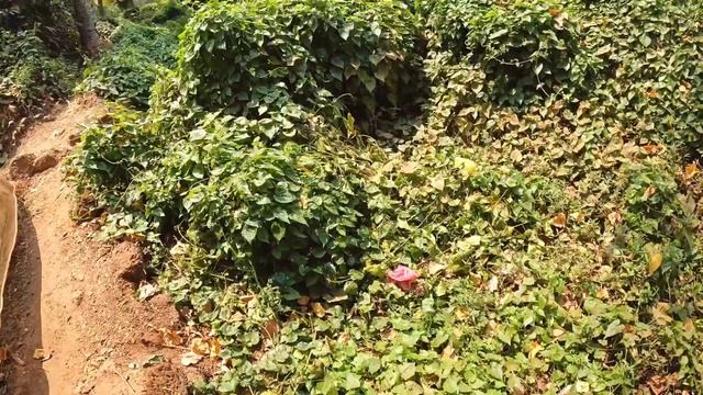 ГОА, Морджим. Стоит ли сюда ехать? Обзор курортной деревни.