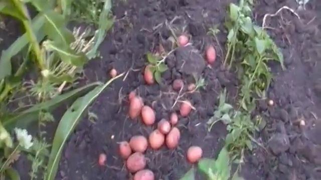 Уборка картофеля транспортерной картофелекопалкой для мотоблока смотреть онлайн