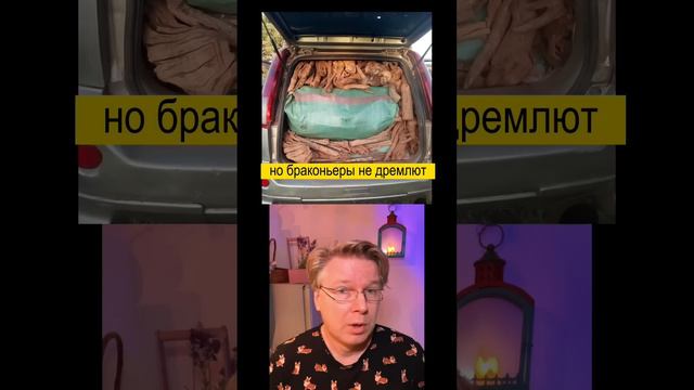 Зачем сжигать дерево, которое стоит почти как ЗОЛОТО? смотреть онлайн
