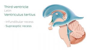 Желудочки головного мозга - Анатомия человека | Kenhub