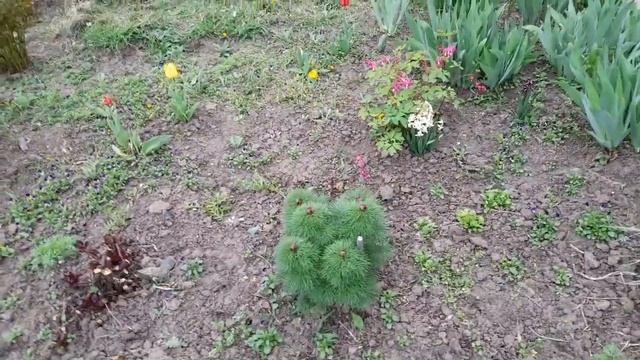 #159 А дача все краше, когда цветут тюльпаны. смотреть онлайн