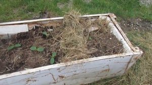 грядка из холодильника