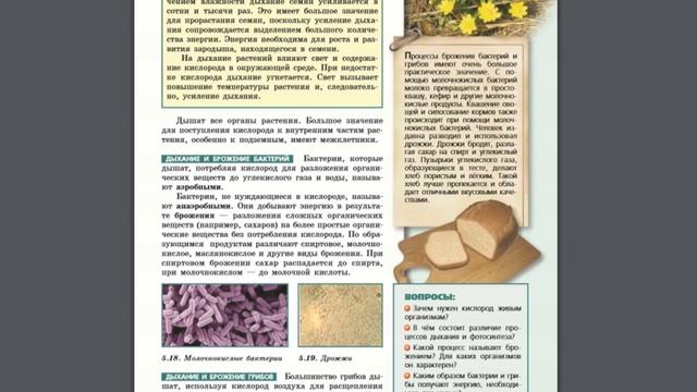 Биология (Л.Н.Сухорукова) 5-6к §41 Дыхание растений, бактерий и грибов смотреть онлайн