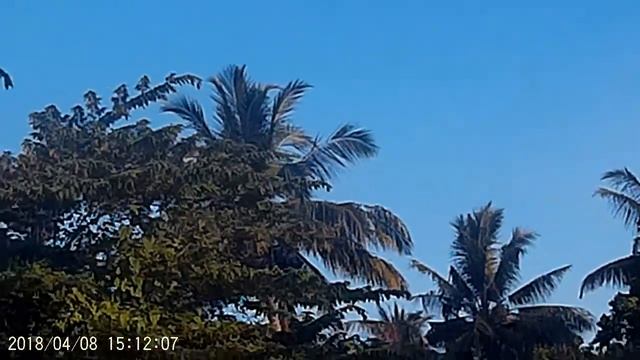 08.04.2018 Мальдивы , о-в Ган , прогулка по берегу в северную часть острова, летающие лисицы смотреть онлайн