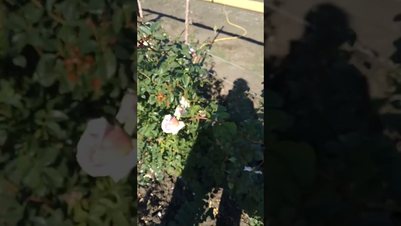 Абрахам Дерби 2 смотреть онлайн